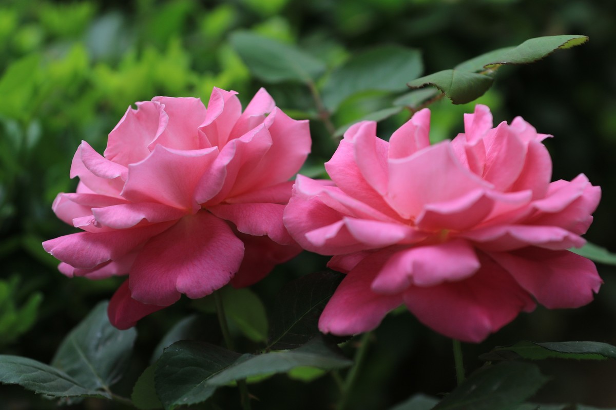 散散步拍拍花花草草