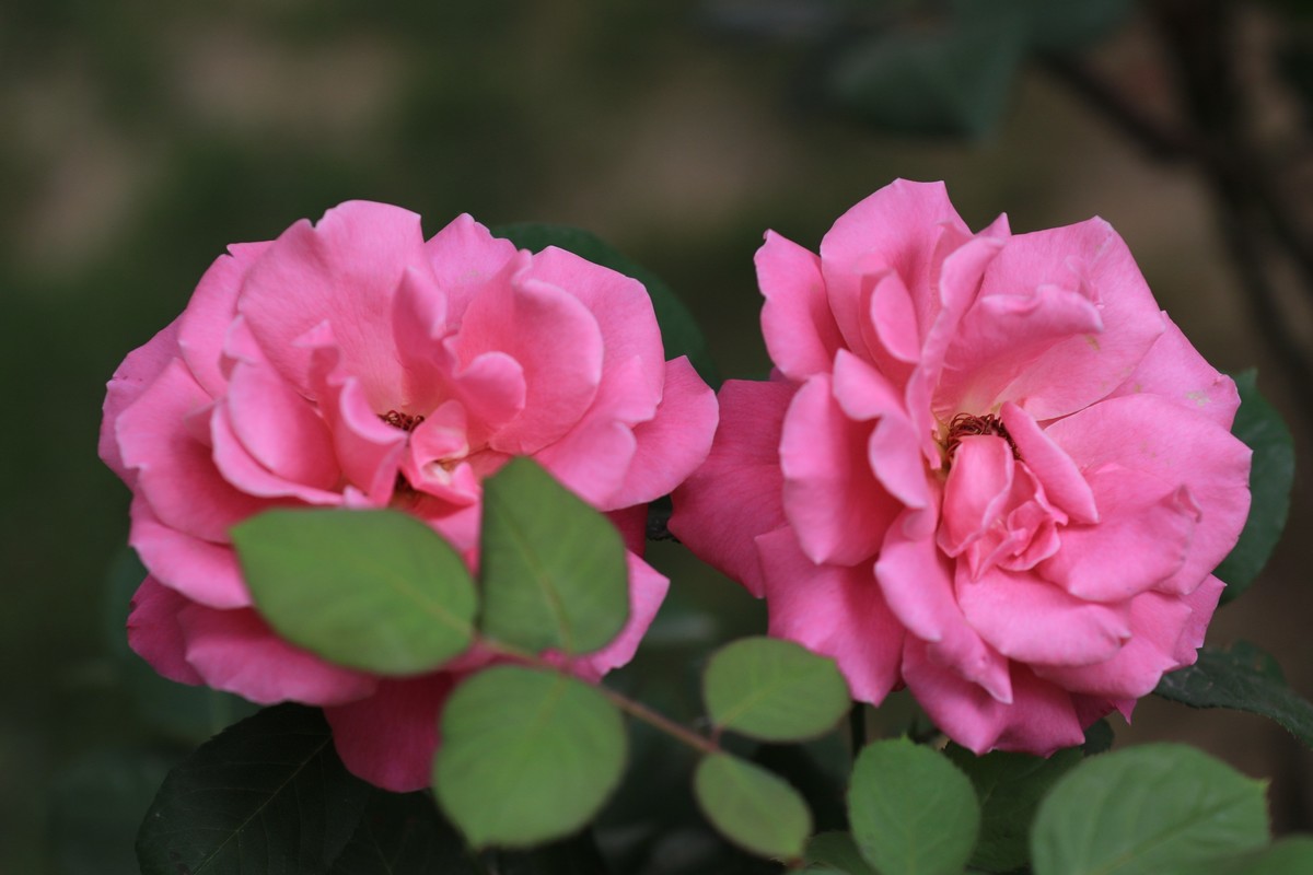 散散步拍拍花花草草