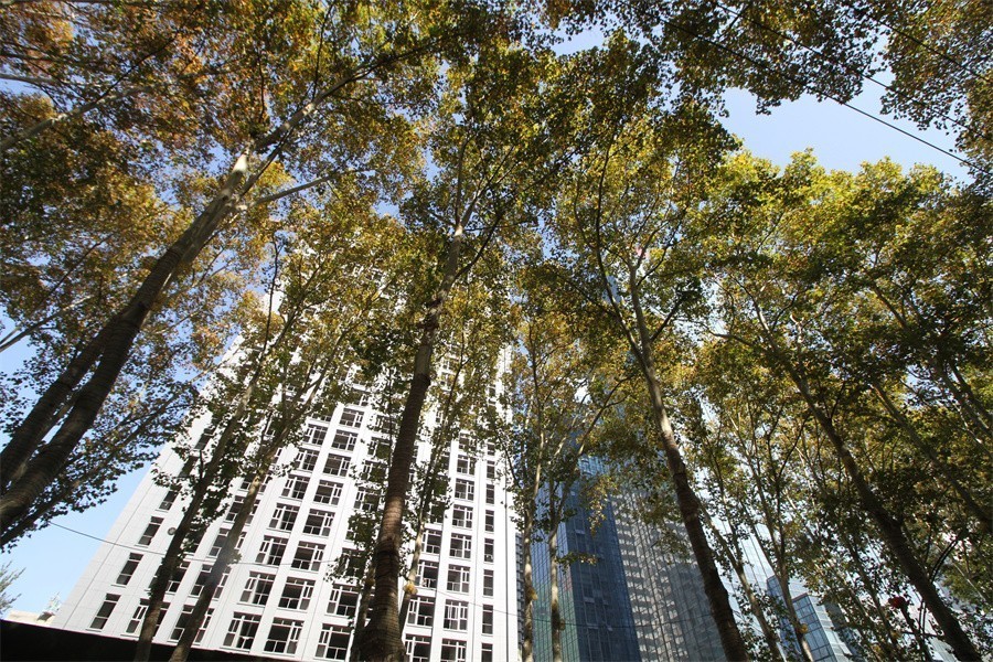 洛阳涧西区冬天暖洋洋的景像