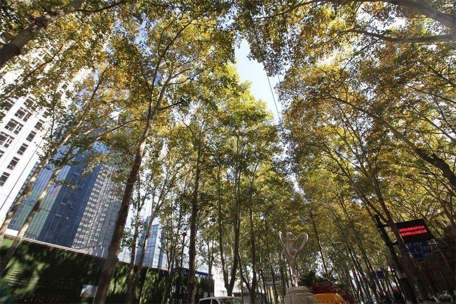 洛阳涧西区冬天暖洋洋的景像