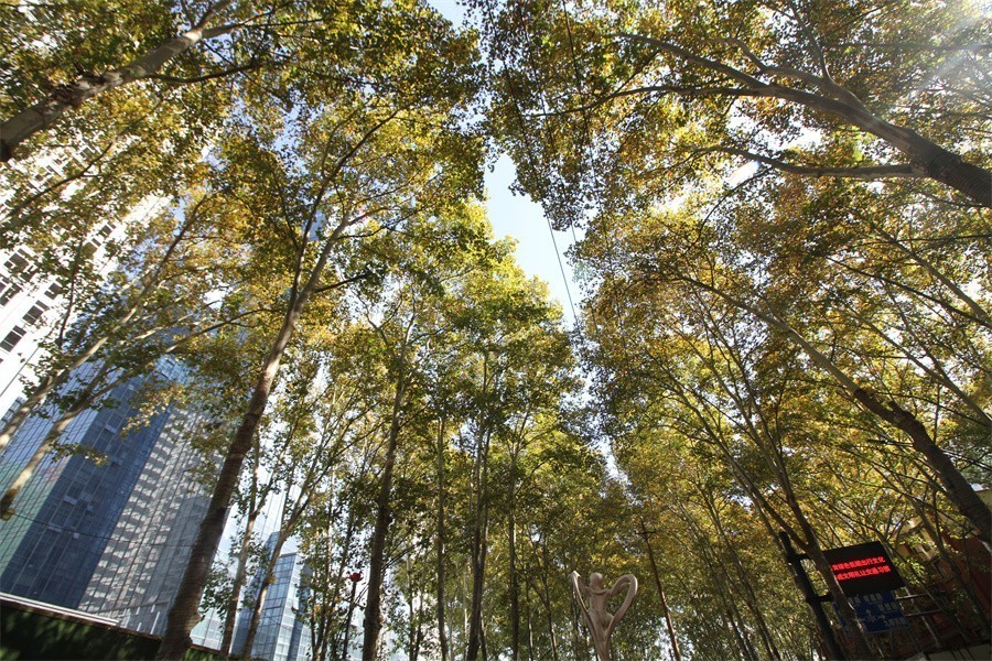 洛阳涧西区冬天暖洋洋的景像