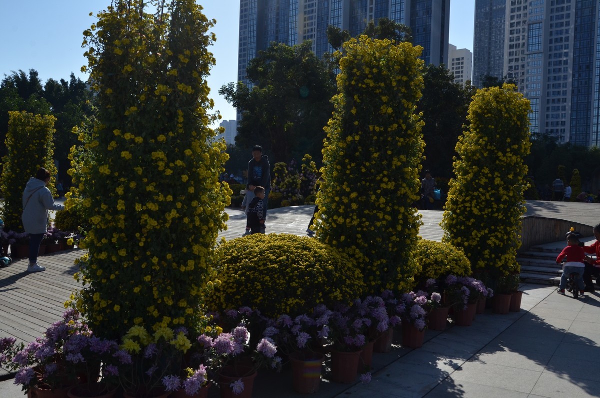 送上菊花新贴，拜访各位老师和好友！
