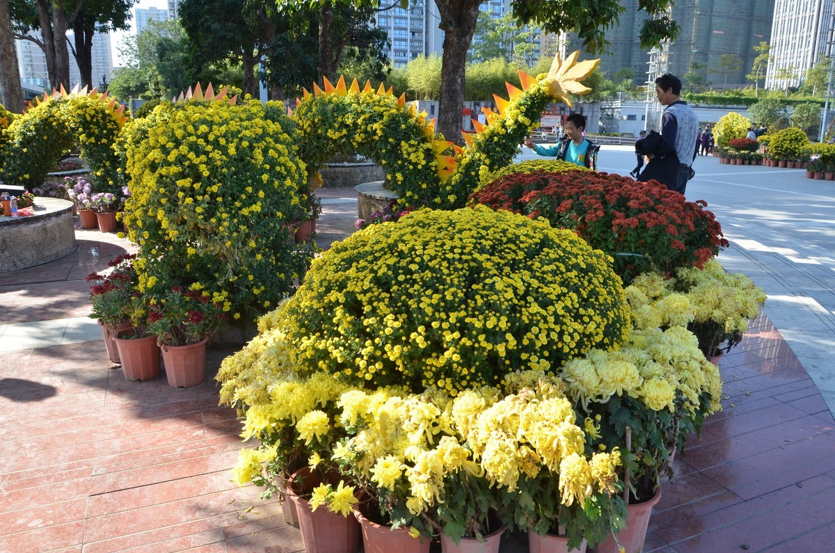 送上菊花新贴，拜访各位老师和好友！