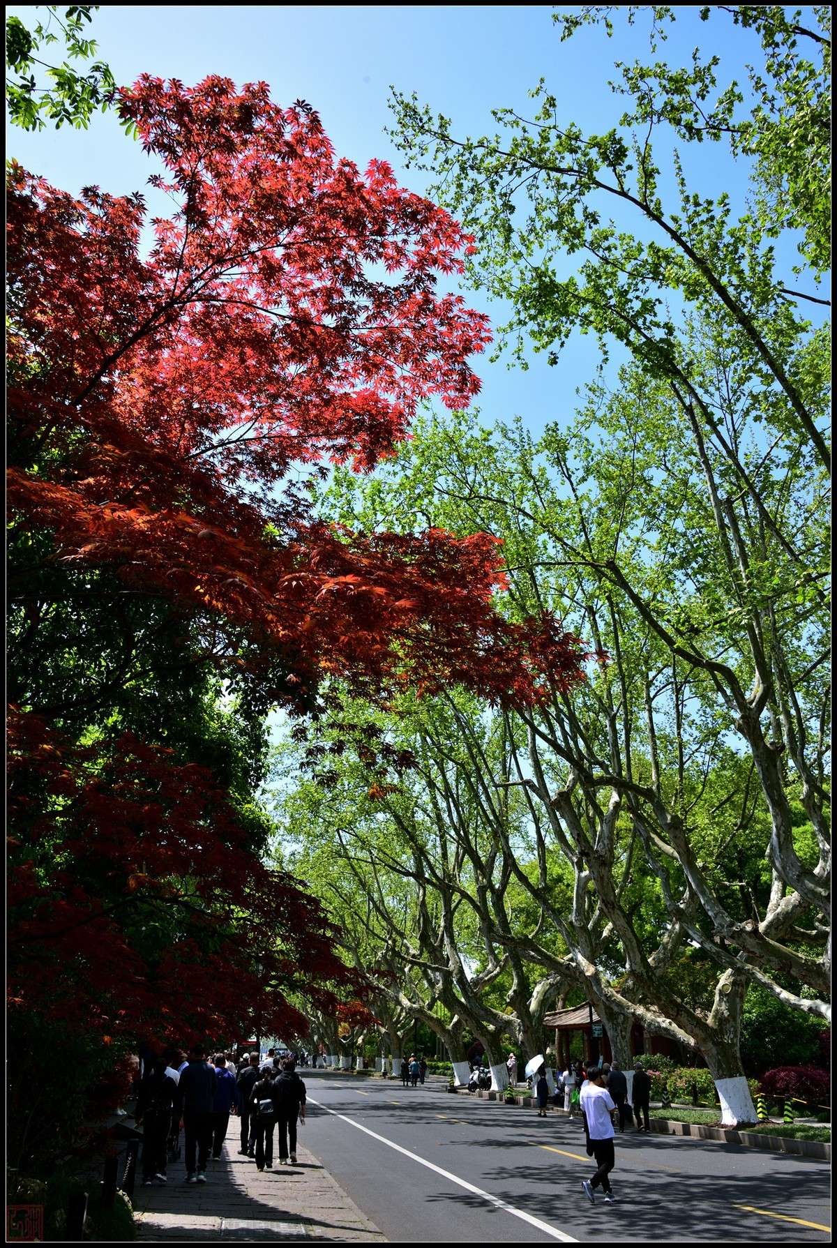 到此一游----杭州西湖随拍