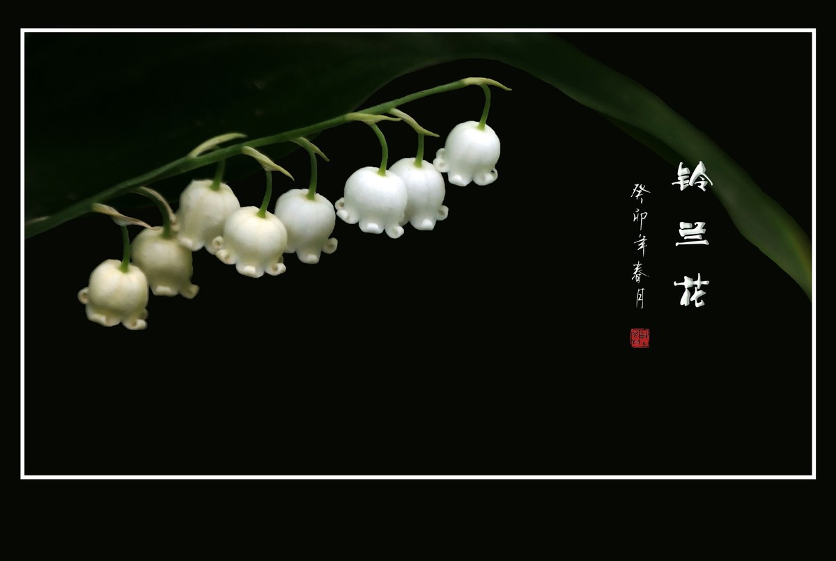 白玉般的小铃铛-铃兰花