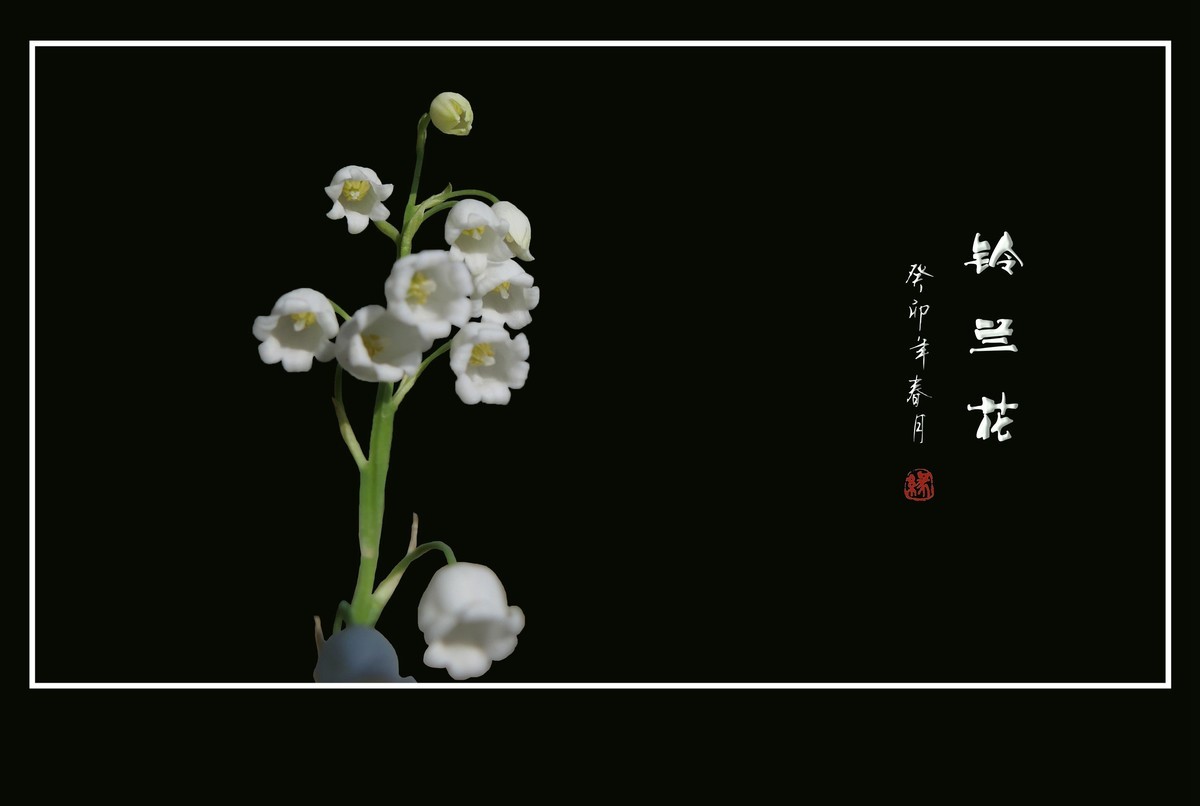 白玉般的小铃铛-铃兰花