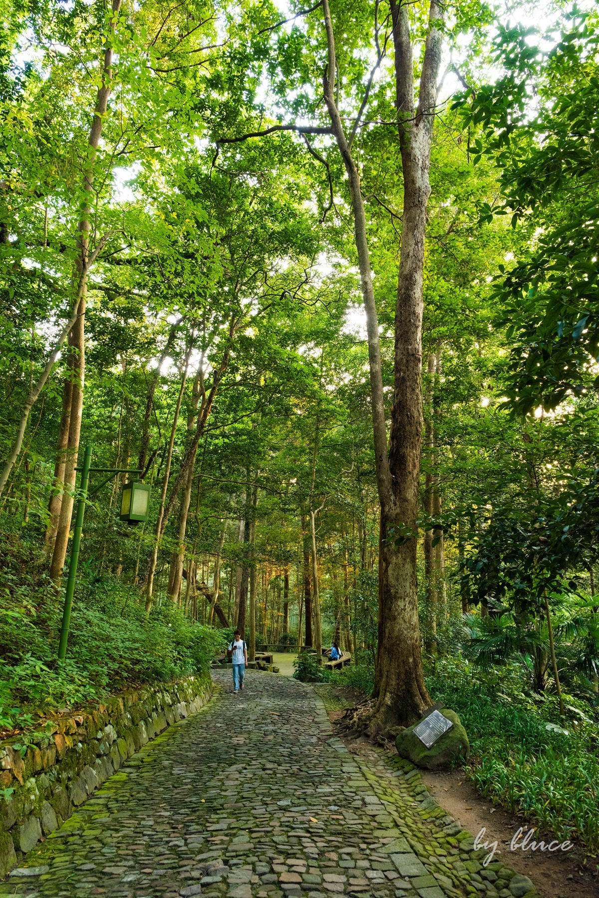 西湖————云栖竹径
