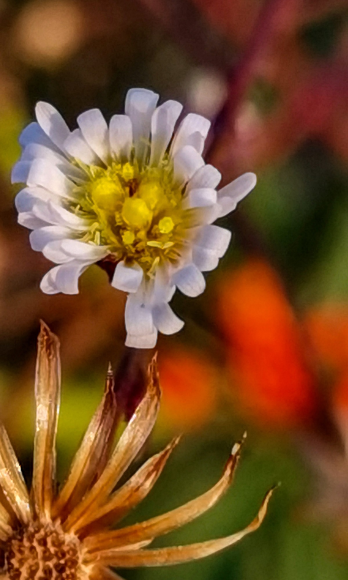 微 距 花 卉 雜 拍