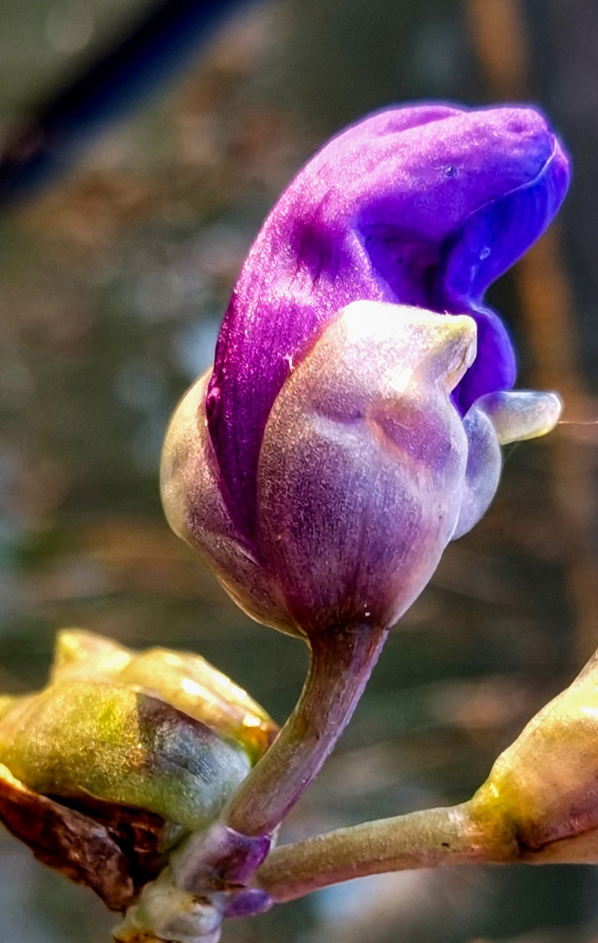 微 距 花 卉 雜 拍