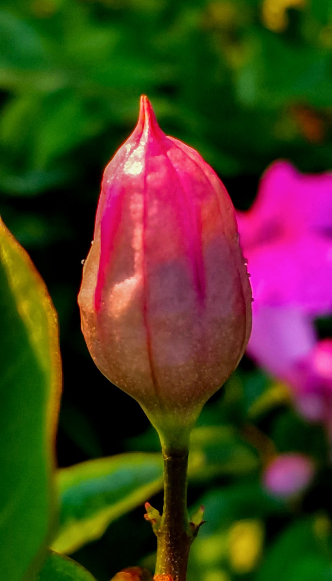 微 距 花 卉 雜 拍