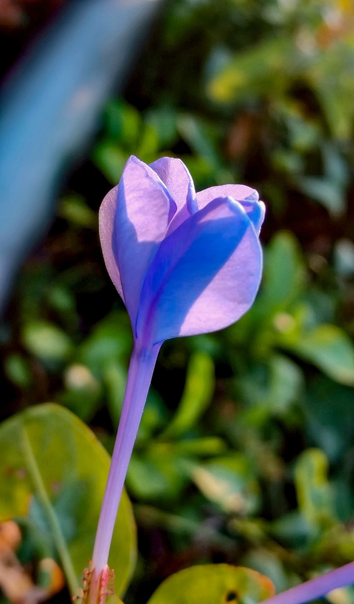 微 距 花 卉 雜 拍