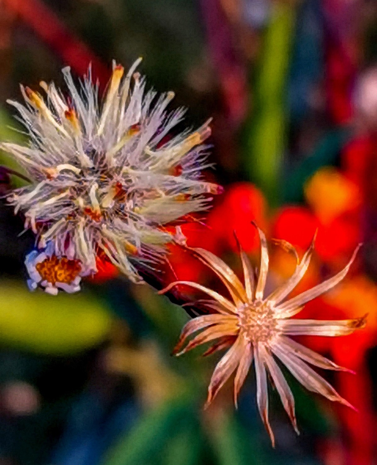 微 距 花 卉 雜 拍