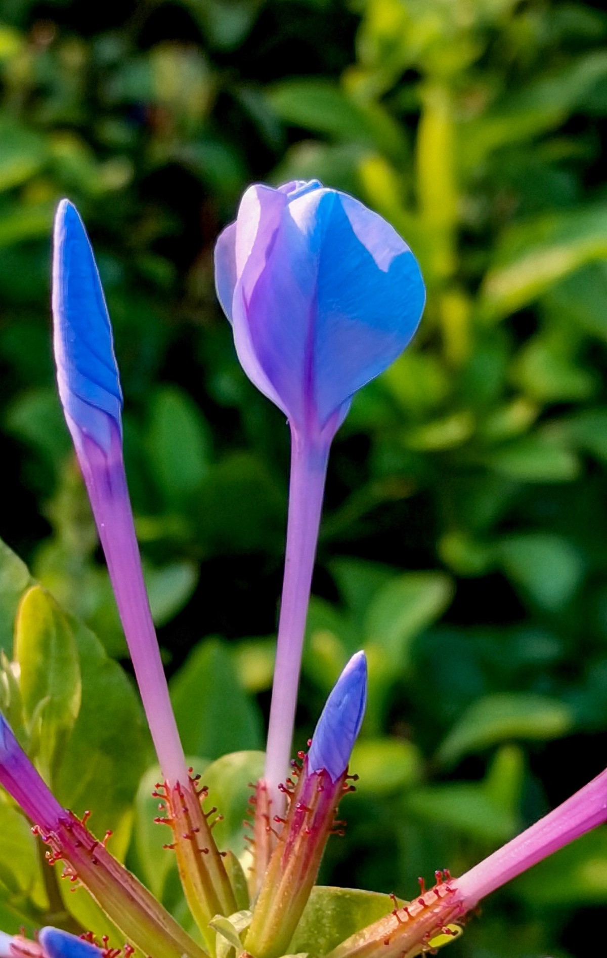 微 距 花 卉 雜 拍