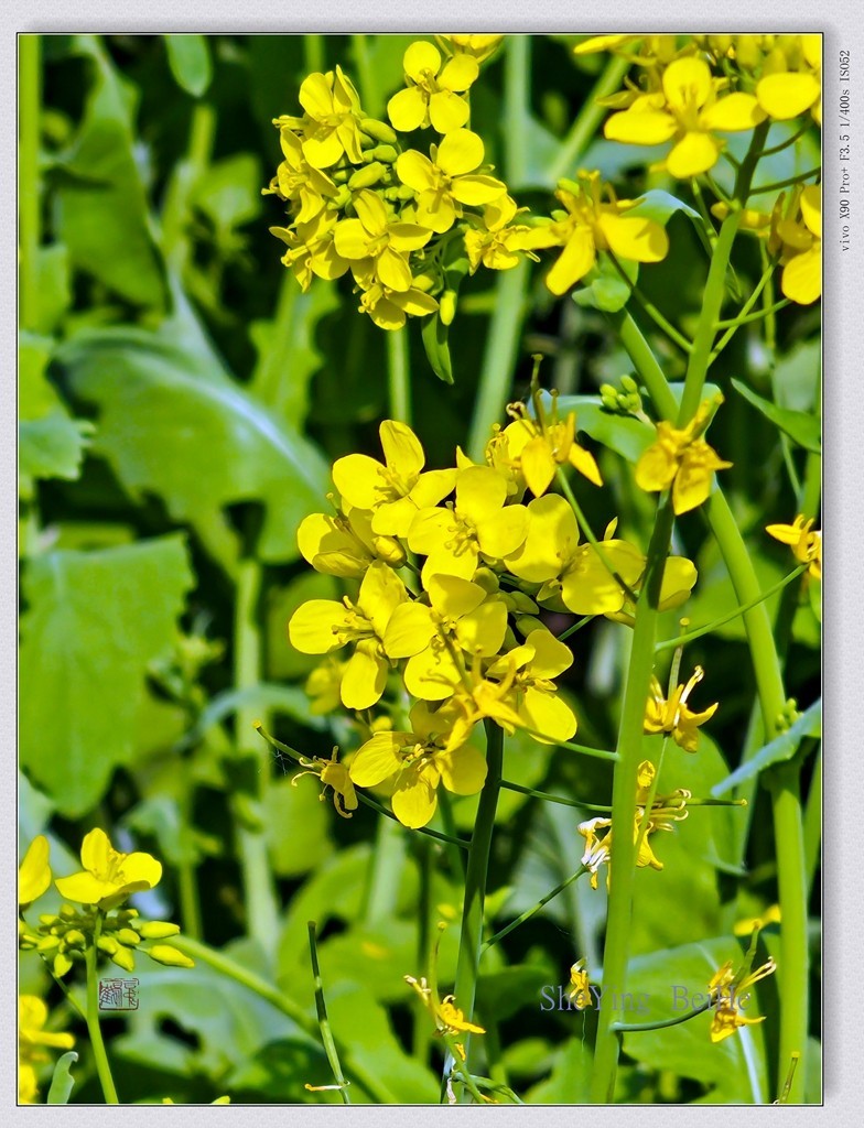 北京油菜花开了