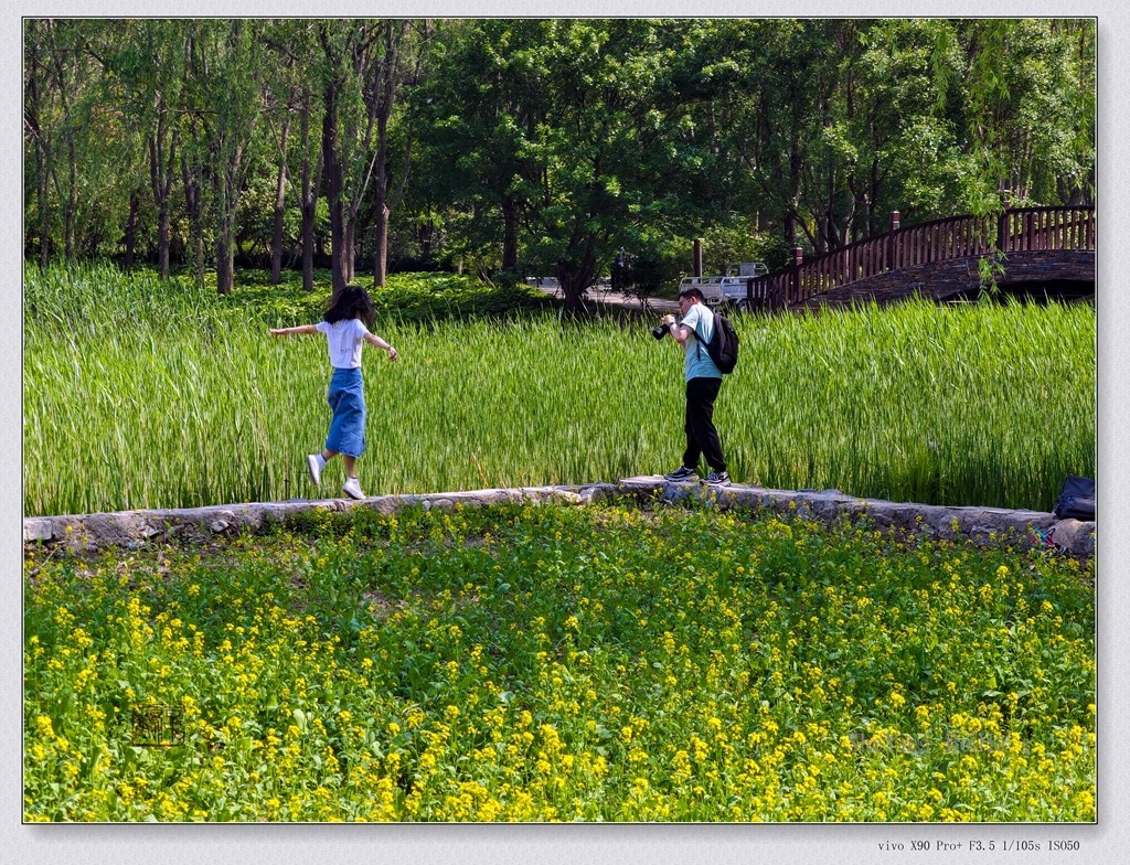北京油菜花开了