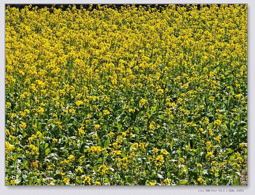 北京油菜花开了
