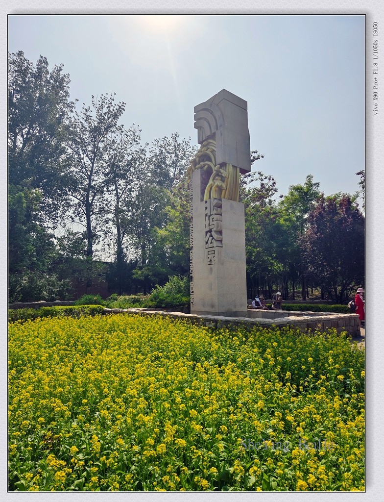 北京油菜花开了