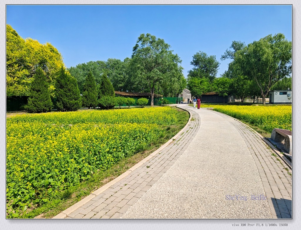 北京油菜花开了-续