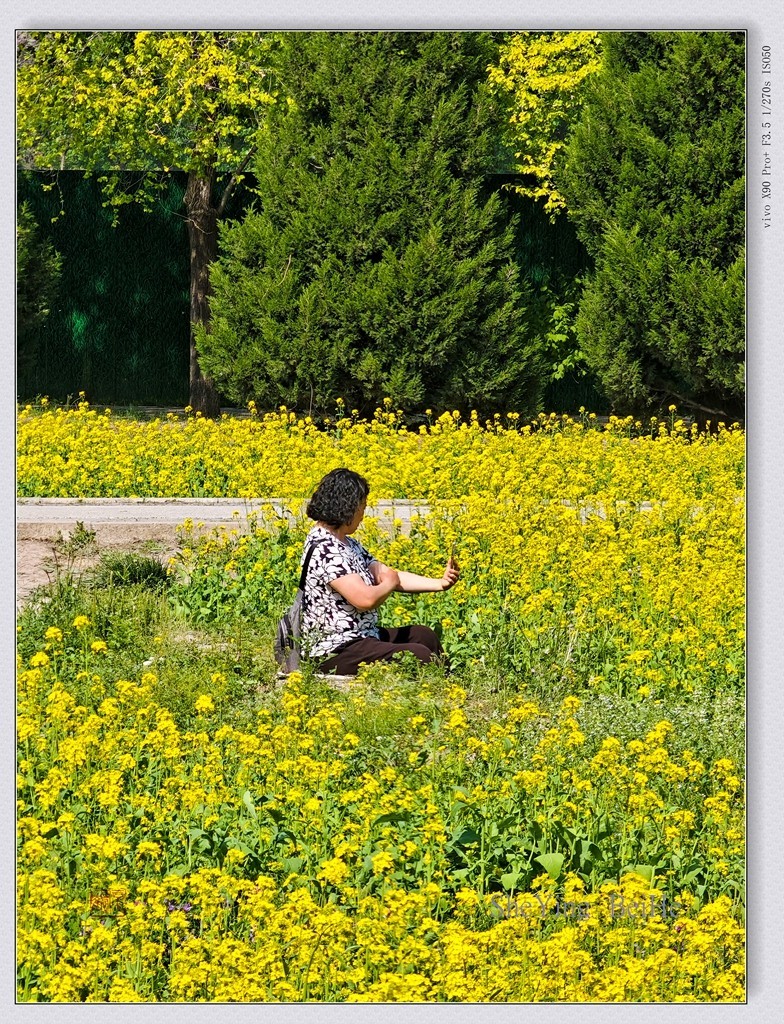 北京油菜花开了-续