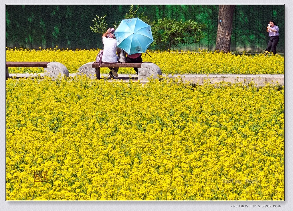 北京油菜花开了-续