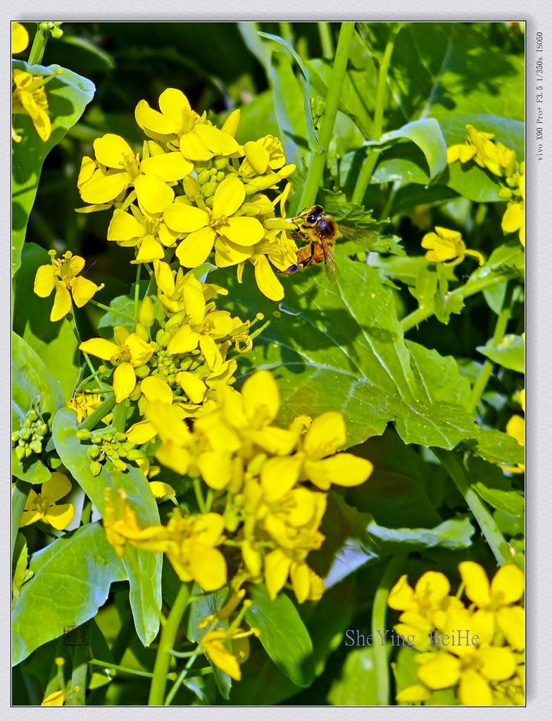 北京油菜花开了-续