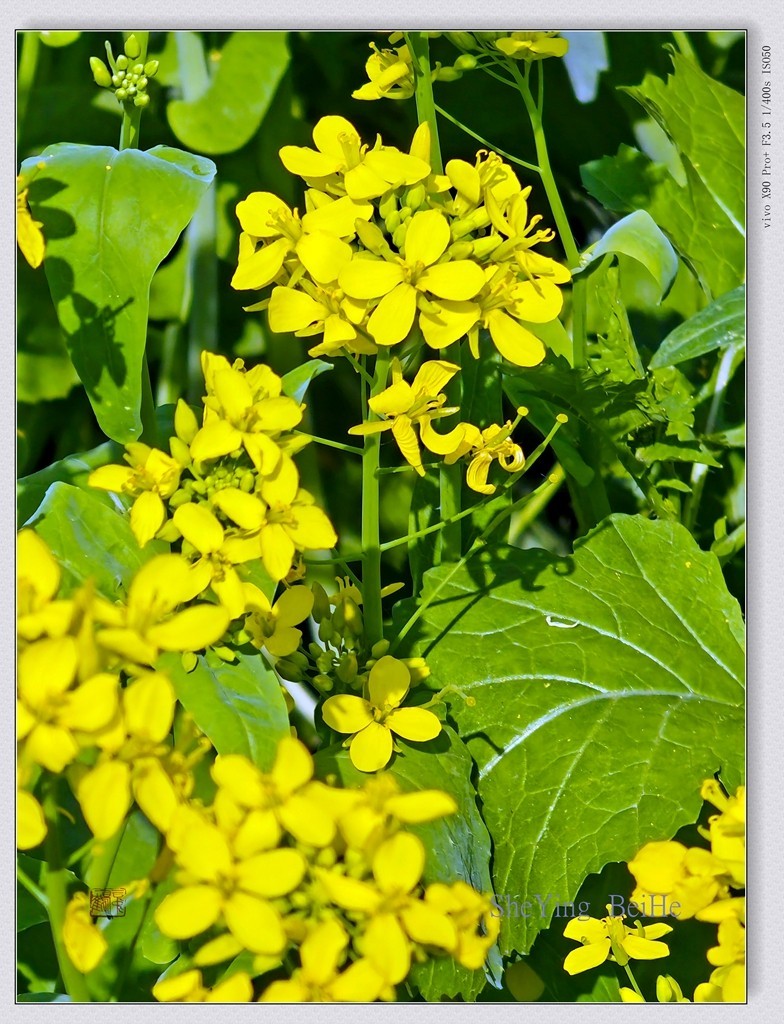 北京油菜花开了-续