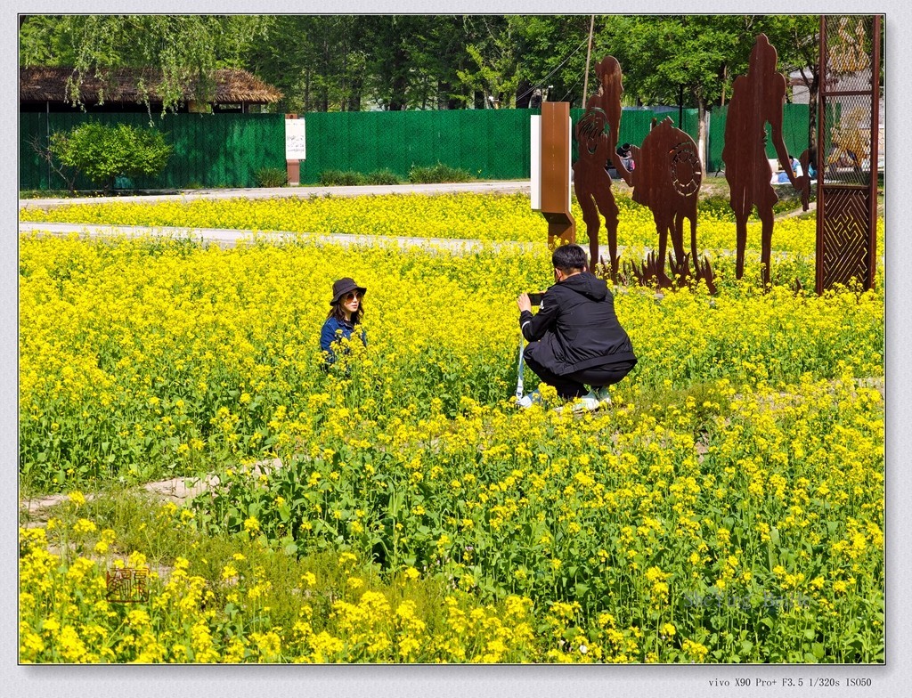 北京油菜花开了-续