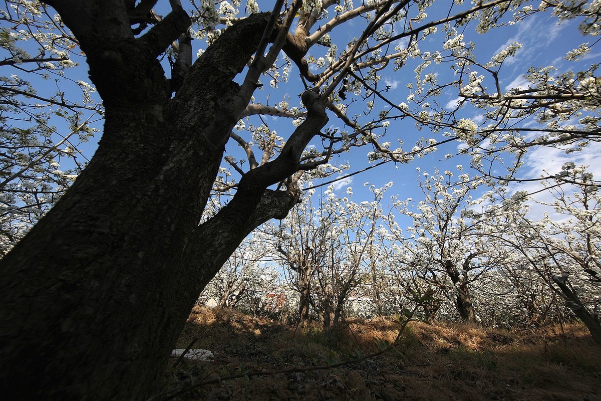 米易梨花【十四】