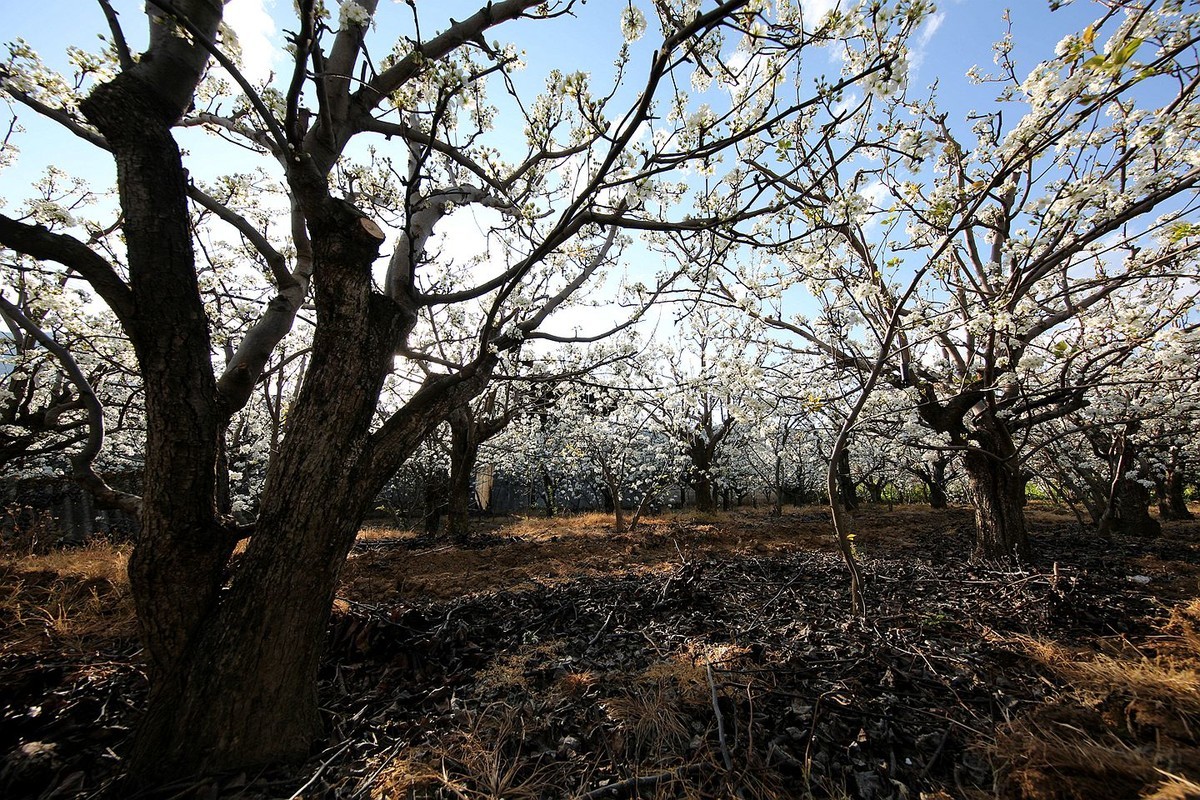 米易梨花【十四】