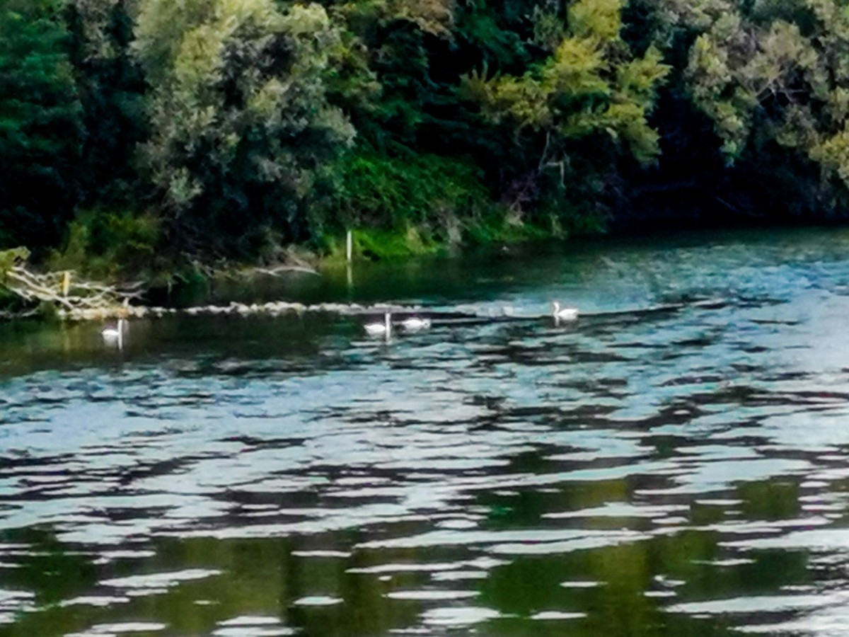 德法之间（界）--莱茵河摄