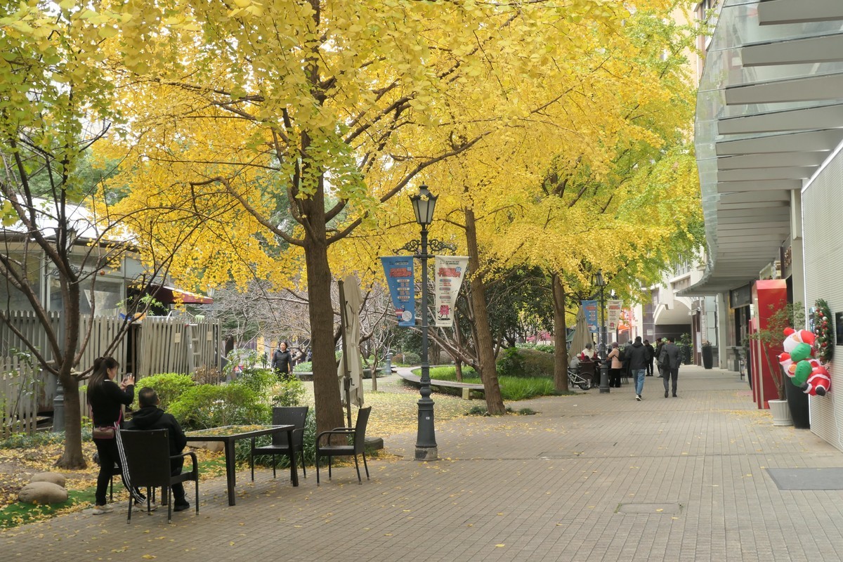 【金色的秋天】