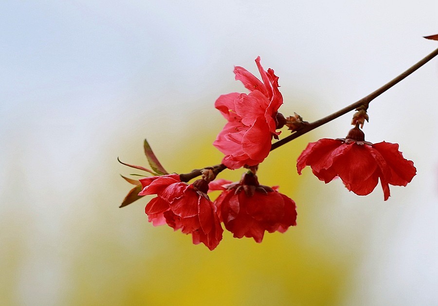 《不老松：纪实摄影》寿星桃 (1)