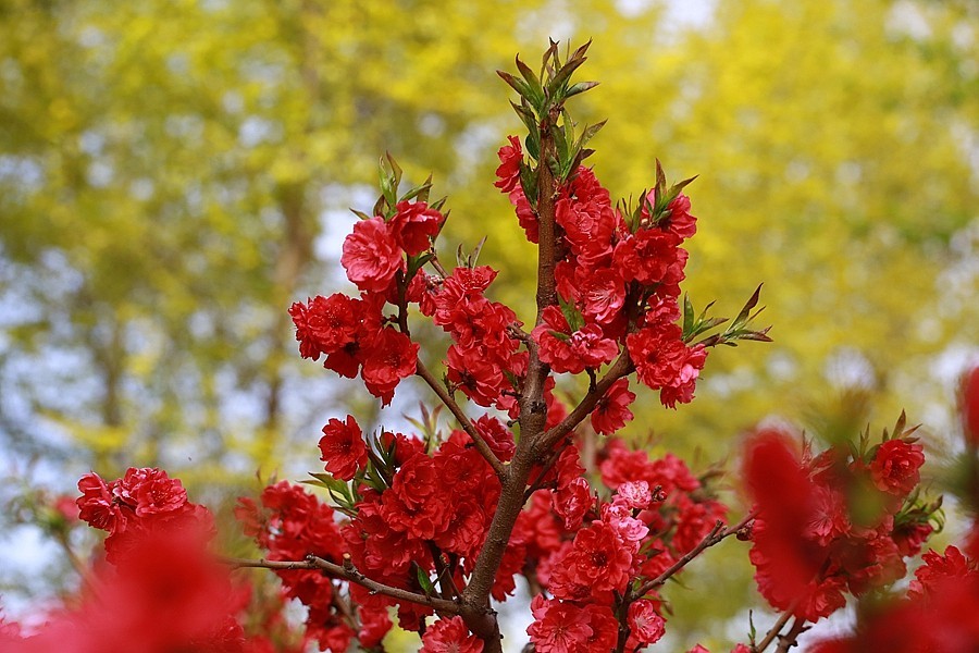 《不老松：纪实摄影》寿星桃 (1)