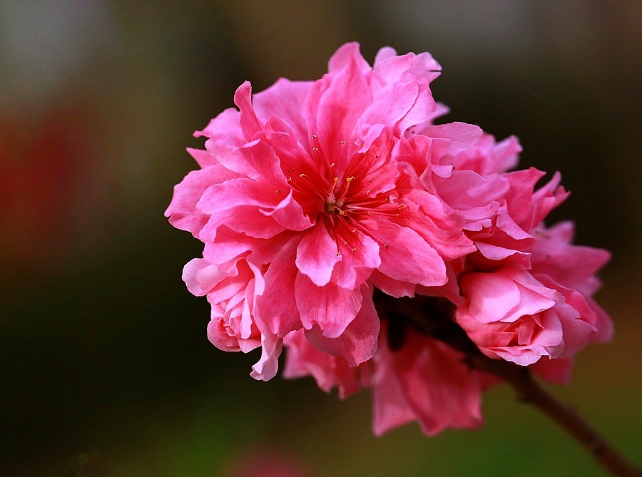 《不老松：纪实摄影》寿星桃 (1)