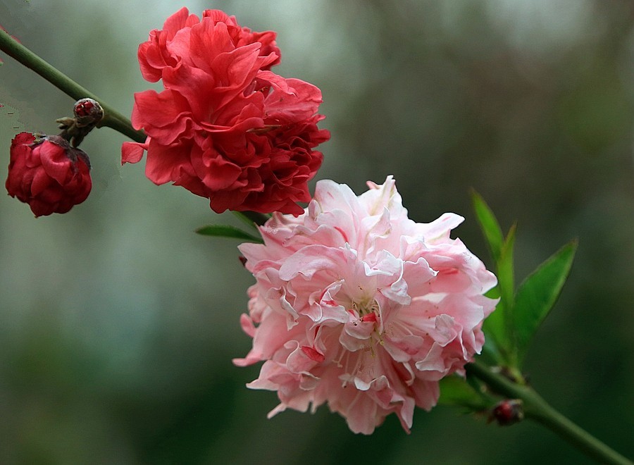 《不老松：纪实摄影》寿星桃 (1)