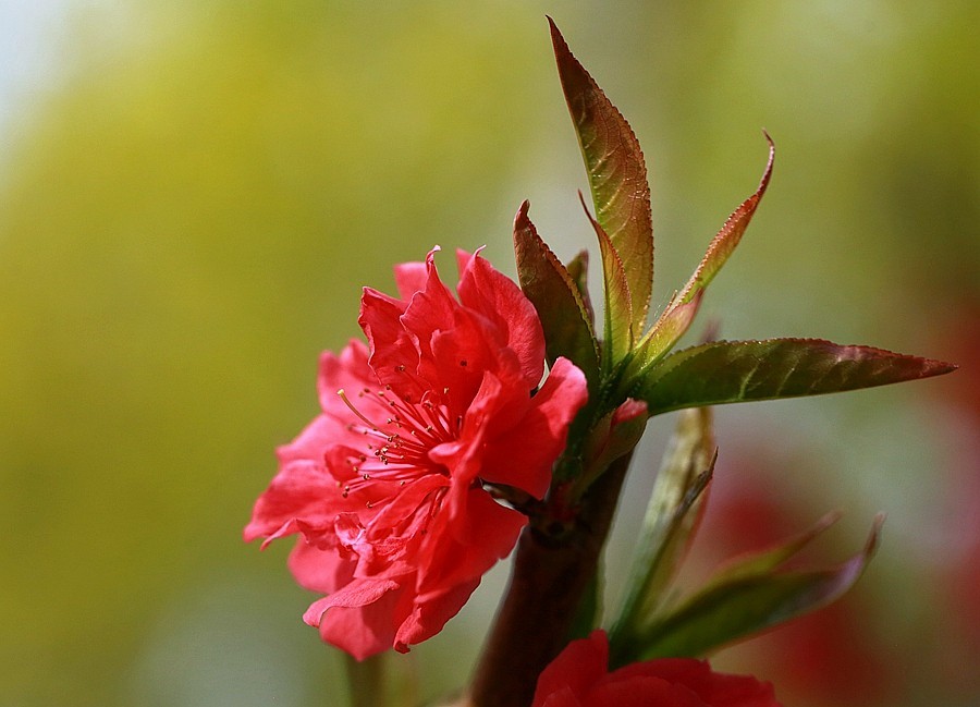 《不老松：纪实摄影》寿星桃 (1)