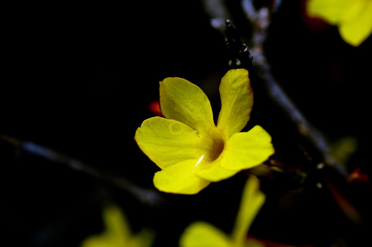 早春二月——迎春花