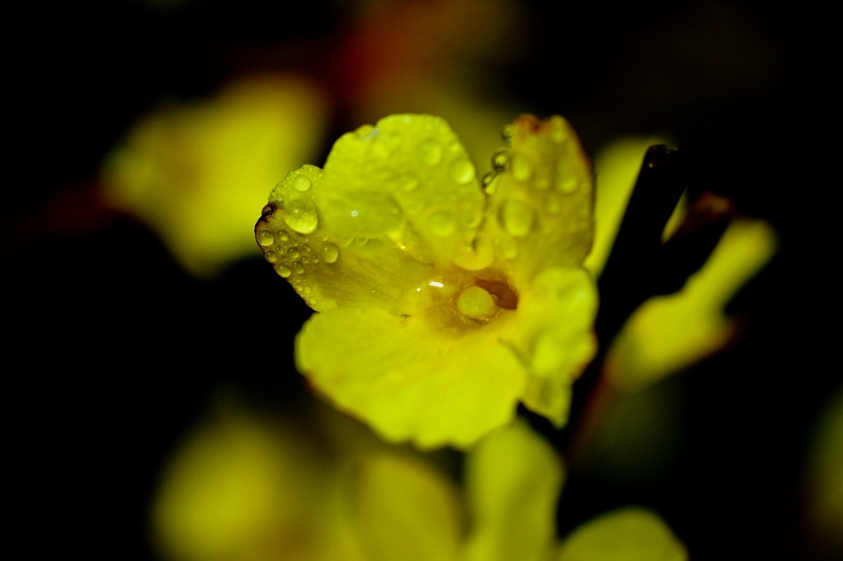 早春二月——迎春花