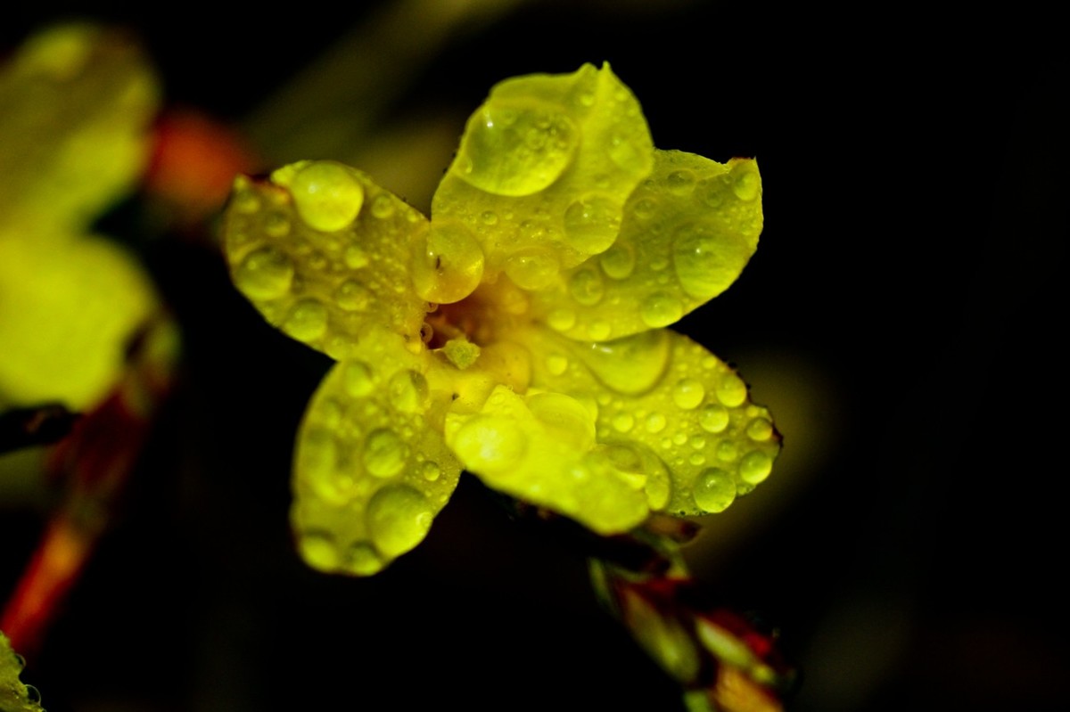 早春二月——迎春花