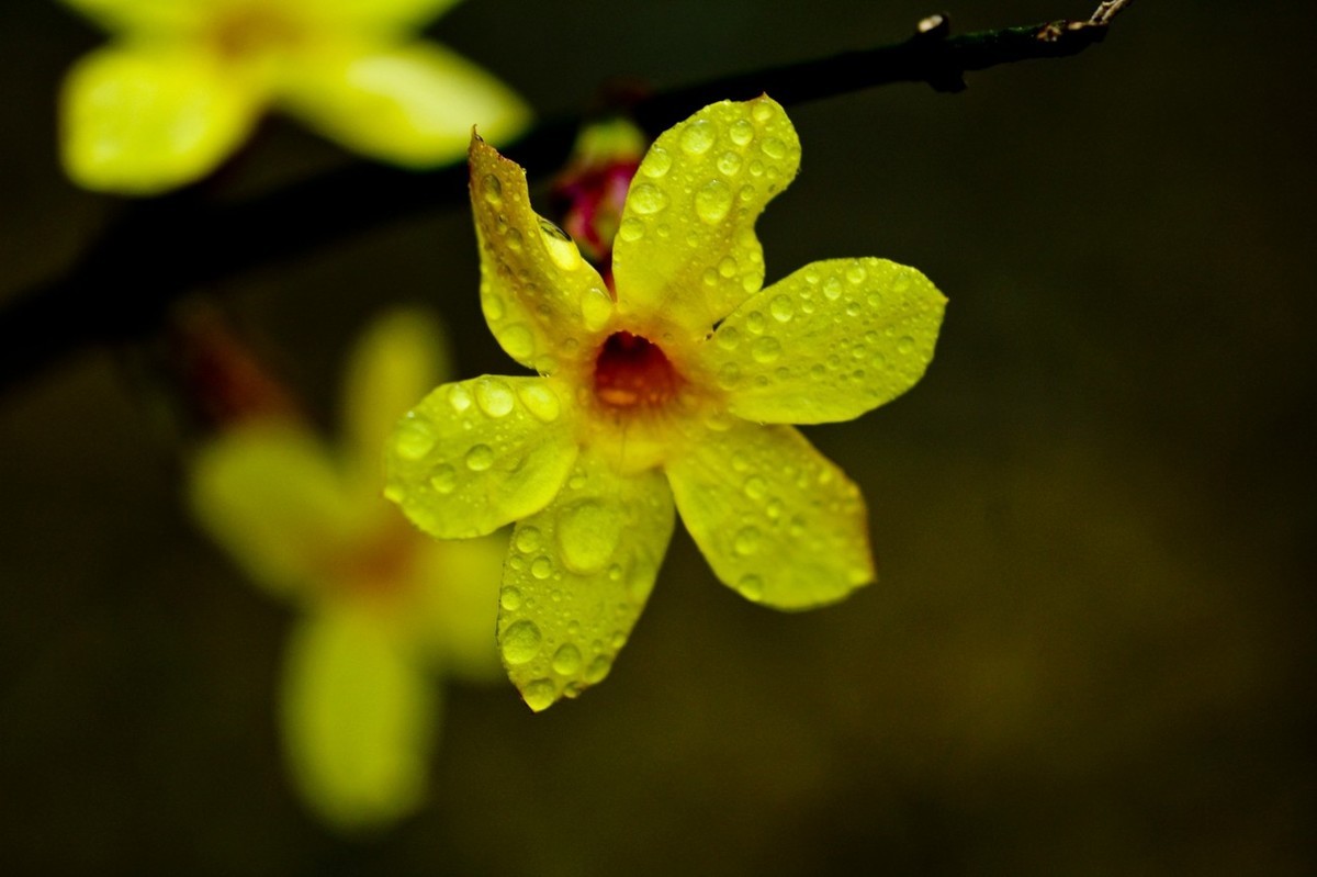 早春二月——迎春花