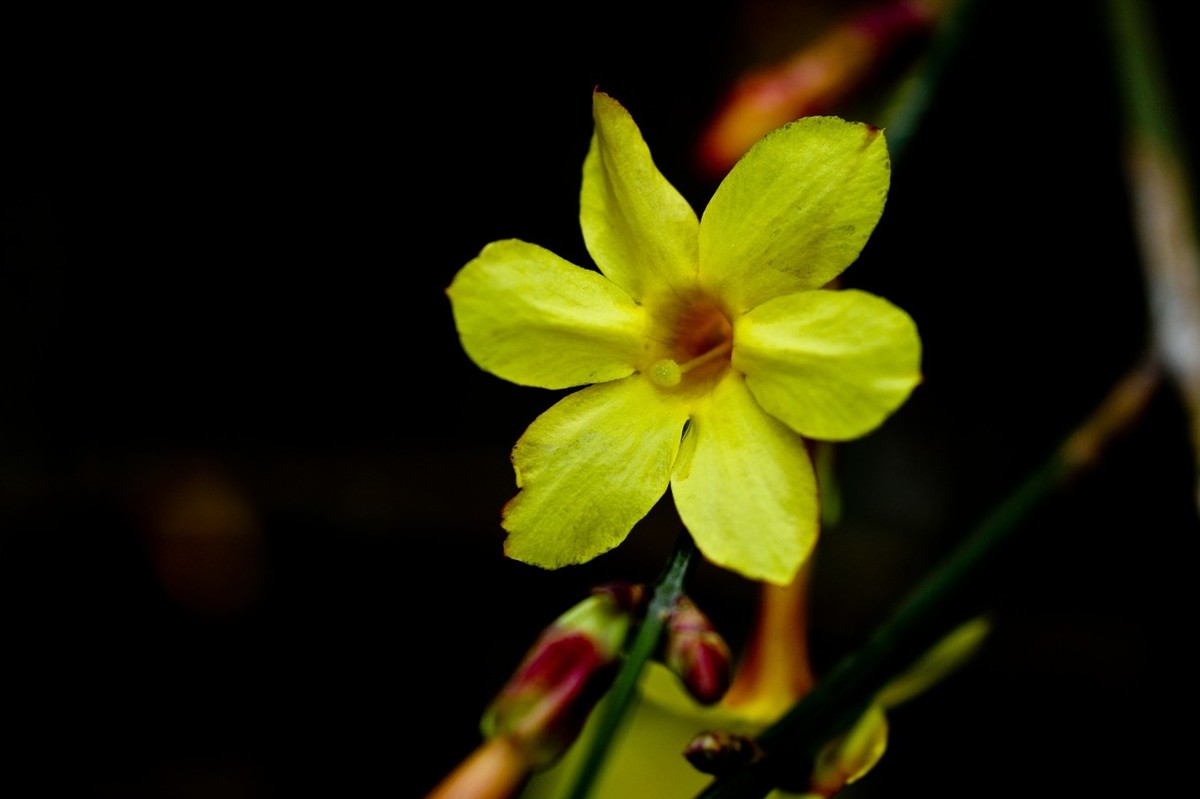 早春二月——迎春花