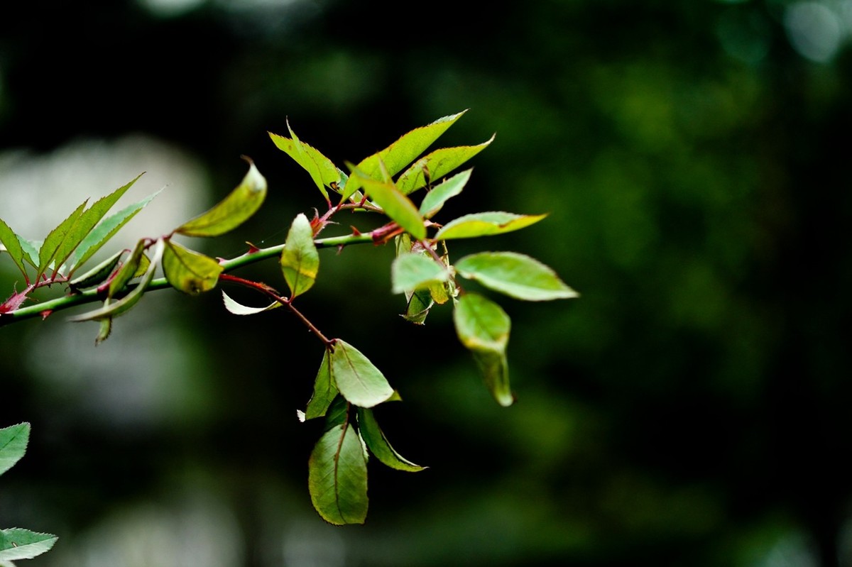 早春二月——迎春花