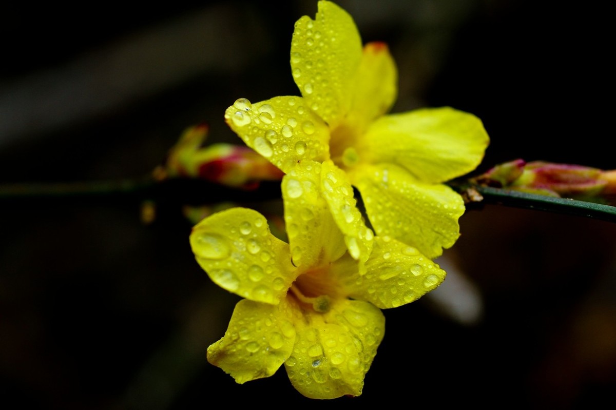 早春二月——迎春花
