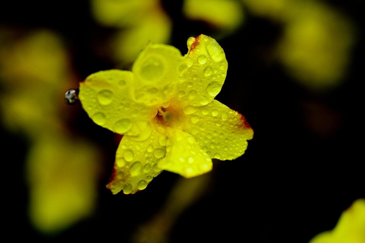 早春二月——迎春花