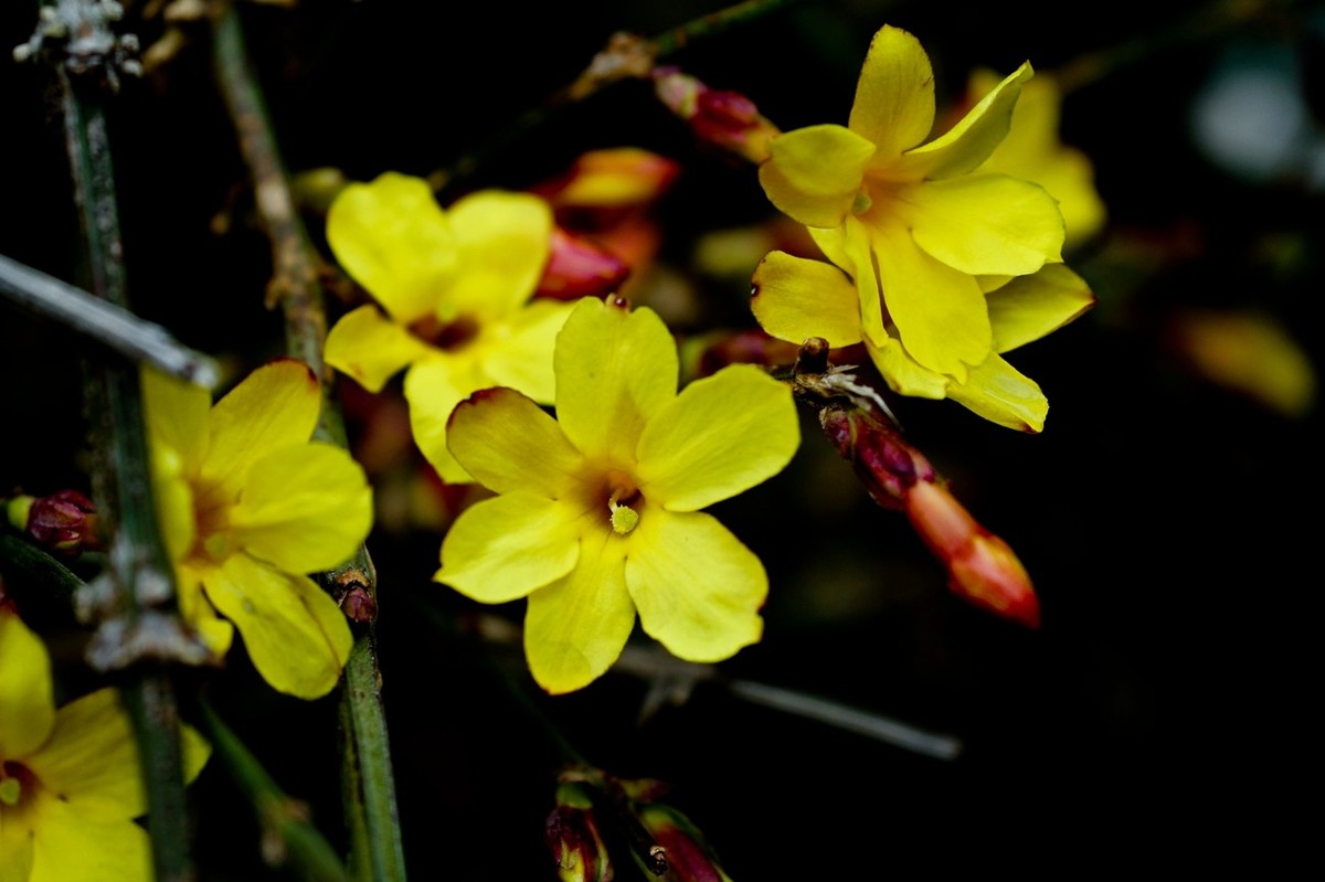 早春二月——迎春花