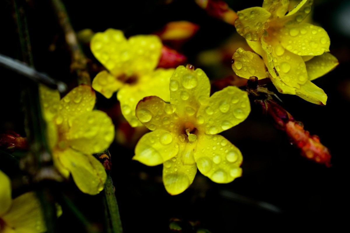 早春二月——迎春花