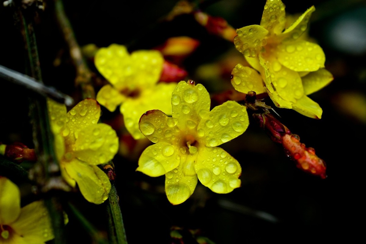 早春二月——迎春花