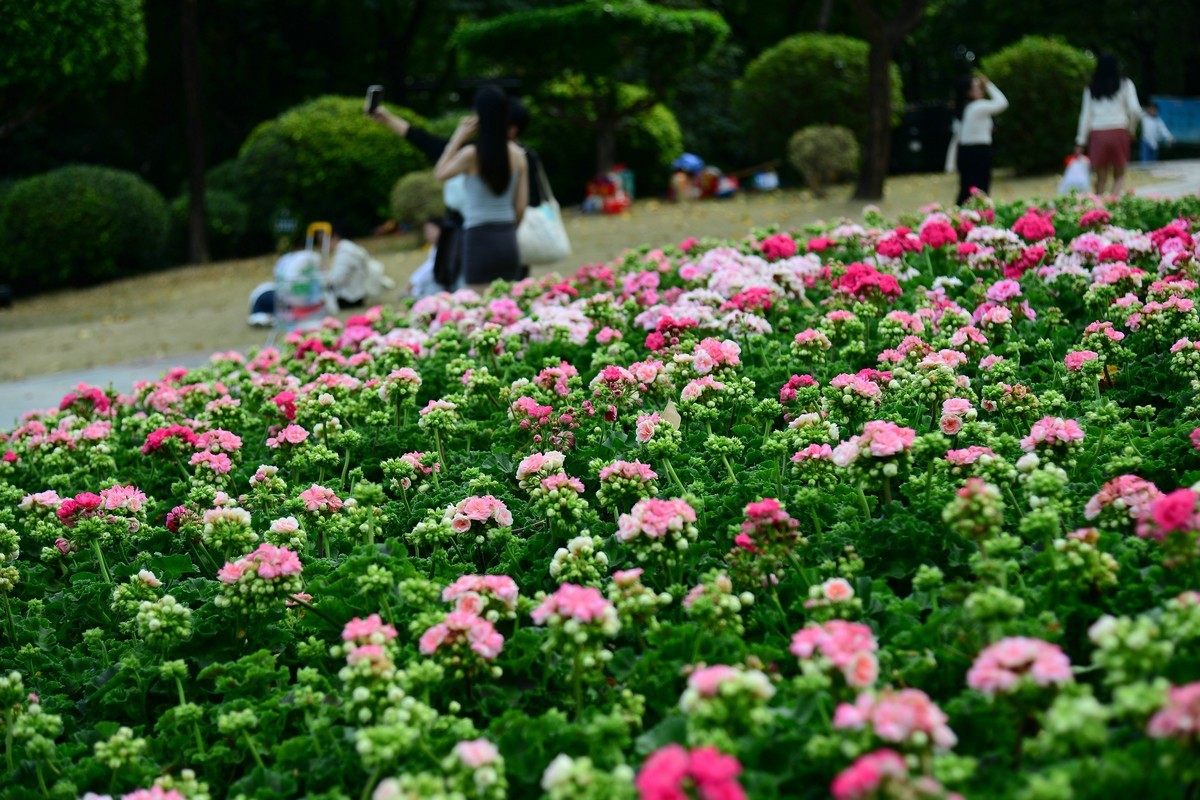 继续在云台花园里采花。