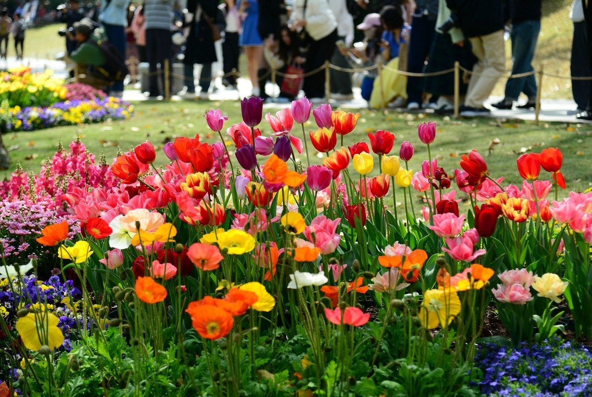 继续在云台花园里采花。