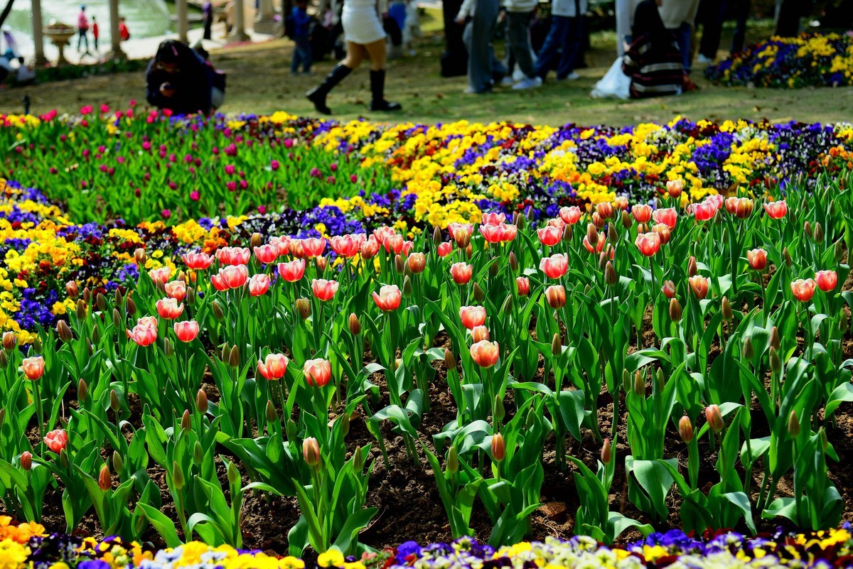 继续在云台花园里采花。